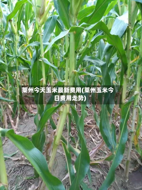 莱州今天玉米最新费用(莱州玉米今日费用走势)-第2张图片