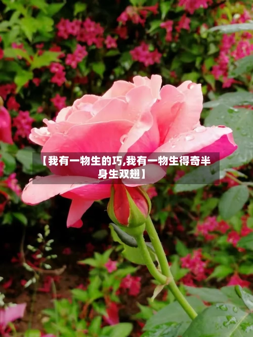 【我有一物生的巧,我有一物生得奇半身生双翅】