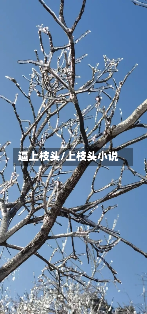 逼上枝头/上枝头小说-第3张图片