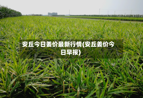 安丘今日姜价最新行情(安丘姜价今日早报)