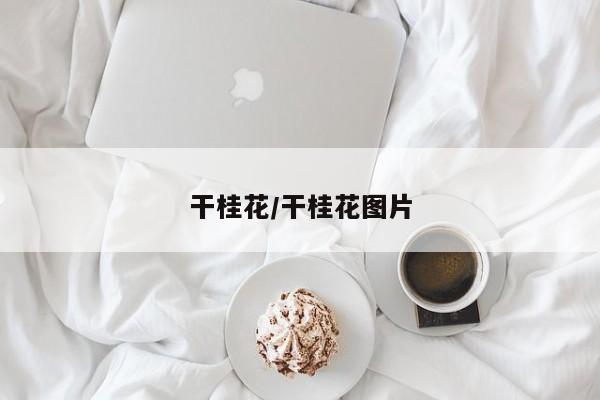 干桂花/干桂花图片